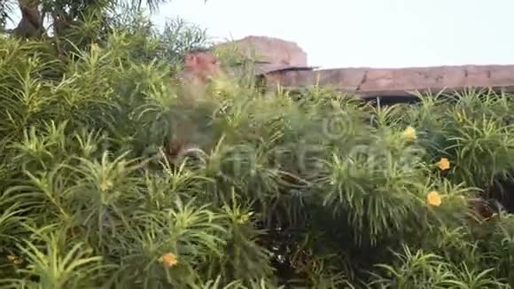 狒狒猴子坐在树枝上摘花吃它视频的预览图