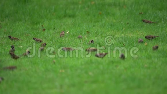 旺盛的麻雀群在花园和公园的草地地面上发现和吃食物视频的预览图