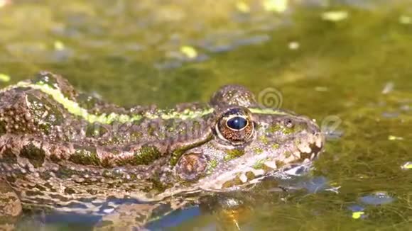 河中的绿蛙眨眼睛特写镜头水生植物蟾蜍肖像画视频的预览图