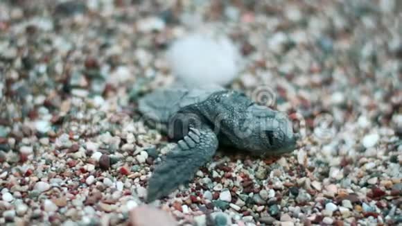 小乌龟从鸡蛋里孵出来在沙滩上爬行求海的新生海龟视频的预览图