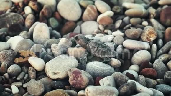 年轻的海龟躺在海边的石头上寻找水视频的预览图