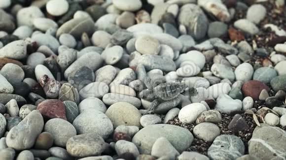 小乌龟爬过大石头小海龟沿着海滨散步视频的预览图