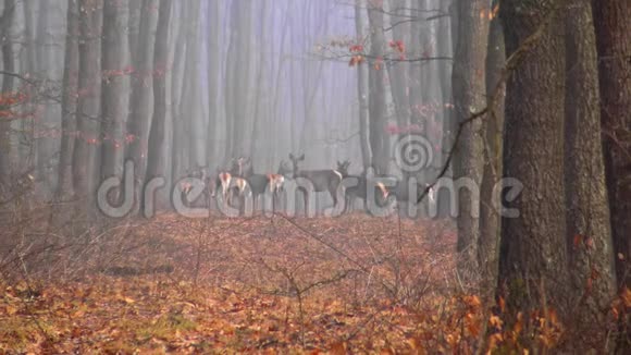 在雾蒙蒙的日子里秋天橡树林上的红潮视频的预览图