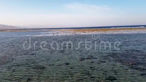 拍摄4k段录像拍摄死珊瑚和海岸杂草视频的预览图