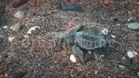 小乌龟跟随动物的本能快速地沿着海岸奔跑视频的预览图