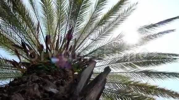从低点看棕榈视频的预览图