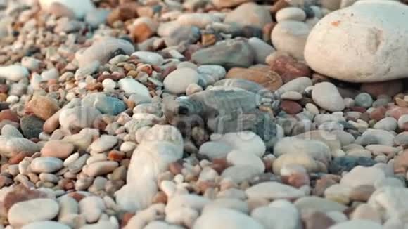 海洋动物在海洋鹅卵石上爬到水里寻找出海通道的海龟视频的预览图