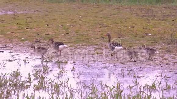 大雁一家人在湿地上散步视频的预览图