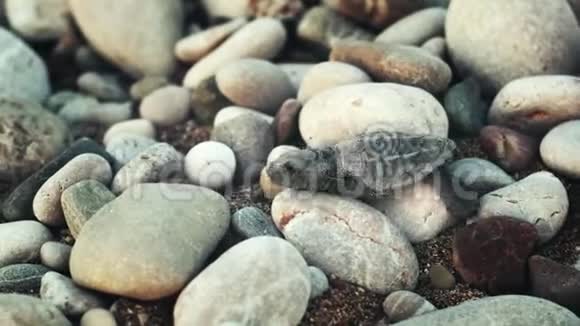 新生乌龟在大石头上爬行到海里小海龟朝大海走去视频的预览图