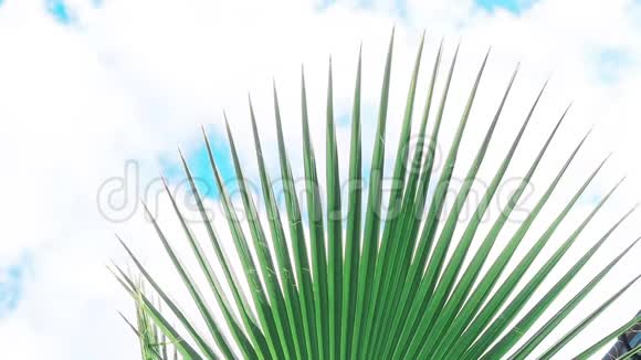 棕榈树的绿叶和太阳视频的预览图