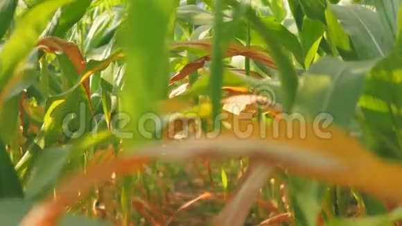 带着绿黄的叶子走在玉米农场视频的预览图