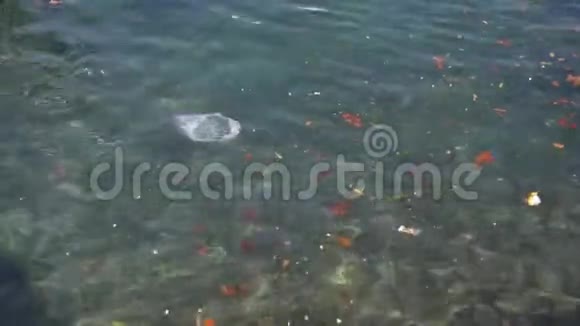 漂浮在水中的垃圾垃圾和其他垃圾污染视频的预览图