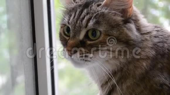 安哥拉猫看着窗外视频的预览图