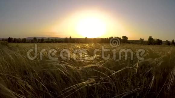 夕阳下草地上漂亮的高跷植物视频的预览图