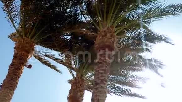 阳光明媚的一天在蓝天的映衬下海滩上高高的棕榈树成了4K的全景视频视频的预览图