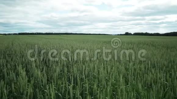 夏田里长满了未成熟的小麦乡村景观视频的预览图