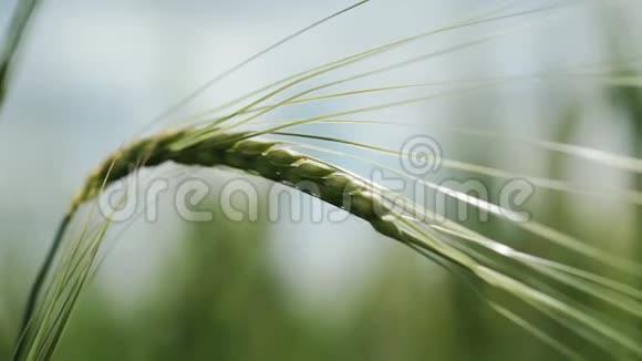 新鲜的小麦穗特写宏观自然背景模糊视频的预览图
