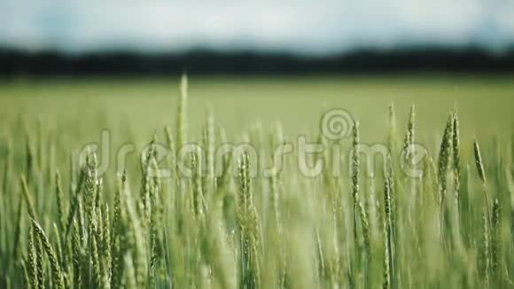未成熟的小麦有选择的焦点背景模糊不清视频的预览图