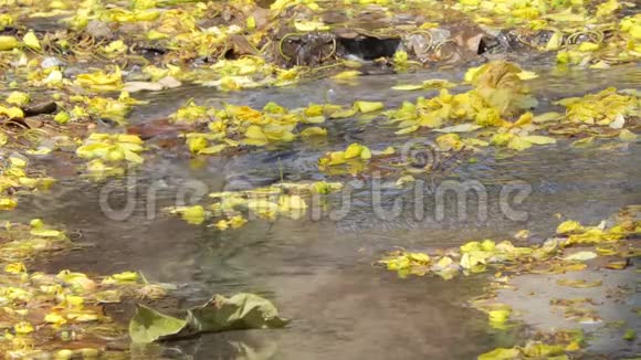 落在小溪上的黄花视频的预览图