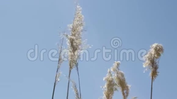 干草在蓝天下的公园里飞舞视频的预览图