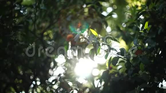 自然的背景阳光透过开花的普通话的叶子视频的预览图