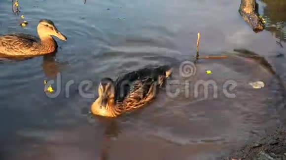 游客喂鸭子吃面包把面包扔进水里视频的预览图