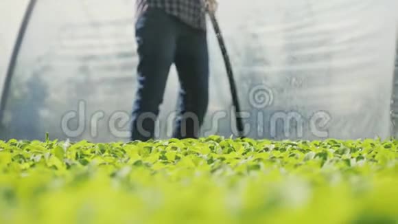 农民在温室附近的田地上灌溉绿色的幼苗特写视频的预览图
