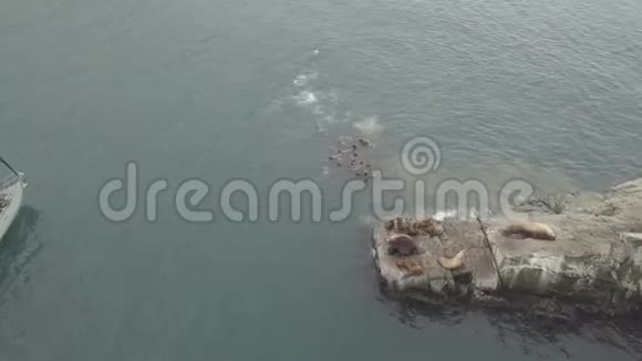 鸟瞰成群的海狮在靠近岩石岛的太平洋游泳视频的预览图