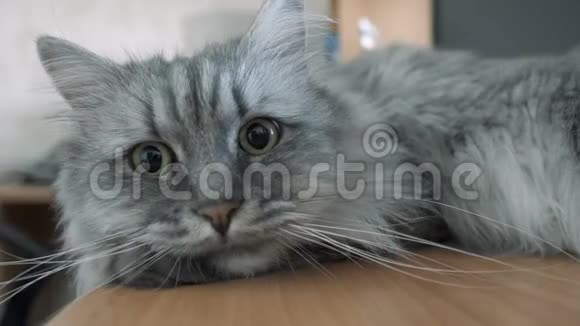 一只灰毛绒的猫躺在桌子上视频的预览图