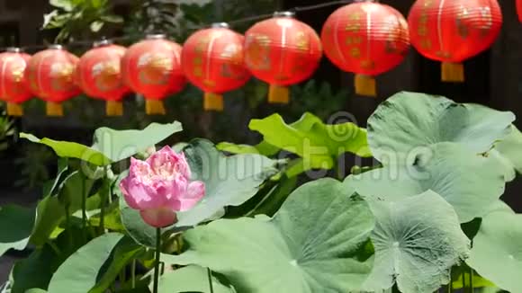 在阳光明媚的日子里在东方乡村多汁的绿色植物之间红纸灯笼挂在庙里传统的视频的预览图