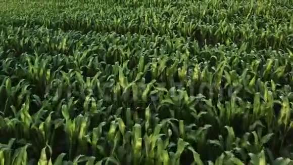 玉米田顶景人工林绿色玉米田4鸟瞰图视频的预览图