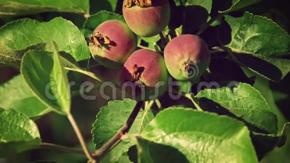 果园树特写叶子中幼嫩的苹果视频的预览图