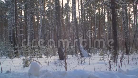 冬天的森林覆盖着雪而在阳光下下雪冬季林地景观视频的预览图