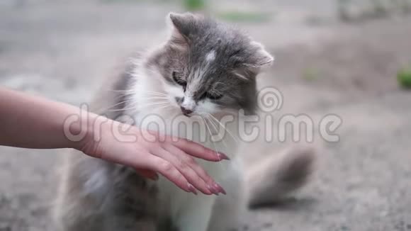 一个年轻女孩的手和一只灰色的猫玩他用舌头舔它视频的预览图