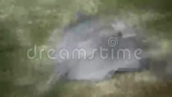 绿海龟和曼塔视频的预览图