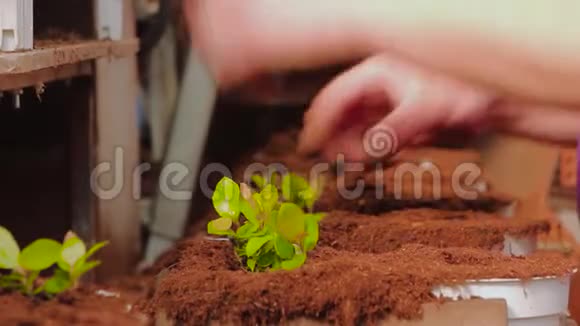 现代温室里的输送机人们在传送带上用花盆种植植物手套式人工林视频的预览图