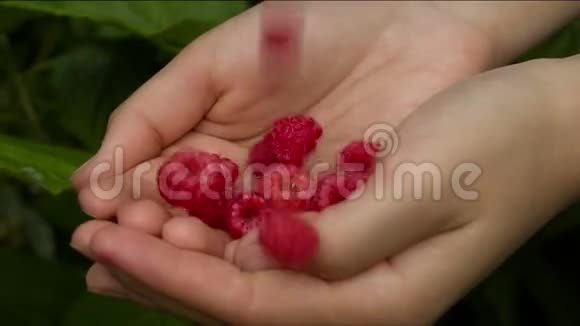树莓落入掌心2视频的预览图