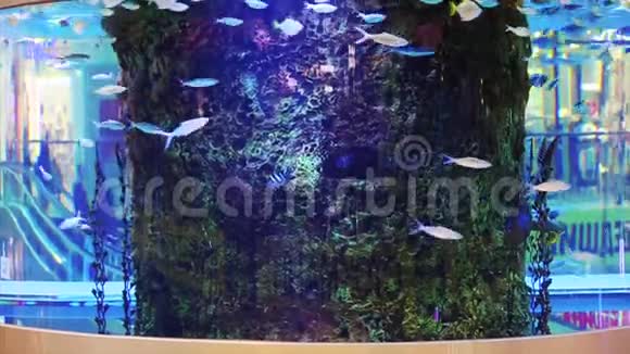 购物中心的水族馆晚上购物中心的一个大型水族馆购物中心有鱼的水族馆视频的预览图