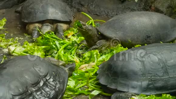 海龟吃蔬菜视频的预览图