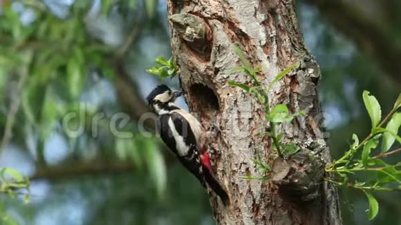 一只漂亮的雌性大斑雀啄木鸟树枝鸡少校栖息在柳树的筑巢洞的边缘给他喂食视频的预览图