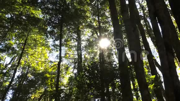 阳光透过温带雨林山毛榉树的树冠视频的预览图