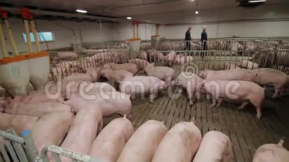 养猪场工作人员在养猪场检查猪视频的预览图