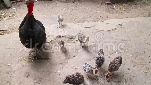 土耳其在农场的家禽饲养场饲养小鸡视频的预览图