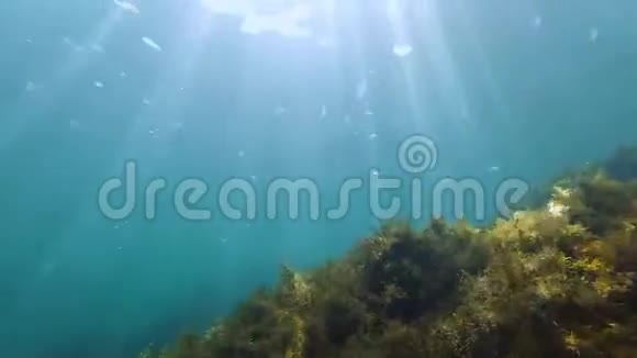 浅海中的海藻鱼类和水母在珊瑚礁中游动视频的预览图