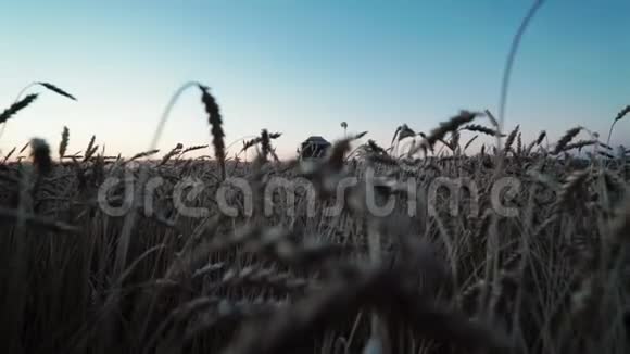 特写麦穗联合收割机骑过田野晚上收割小麦场景到现场视频的预览图