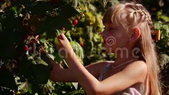 树莓布什红视频的预览图