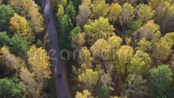 人们在温暖的秋日在公园里散步风搅动着树从公园上方的高处射击视频的预览图