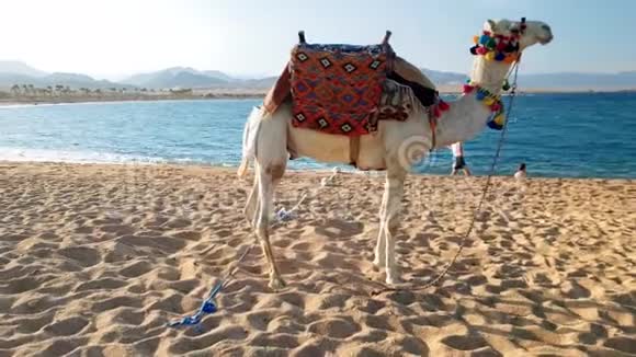 埃及海滩上美丽的白骆驼的4k平移视频海滩上的传统娱乐视频的预览图