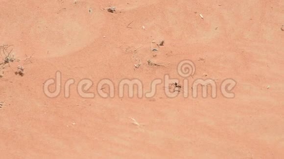 撒哈拉沙漠蚂蚁卡塔格利菲斯双色沿着沙丘运行在RasAlKhaimah阿联酋视频的预览图