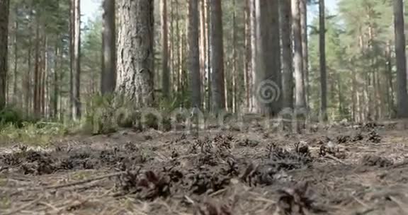 散落在森林地面上的松果视频的预览图